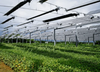 Exploring the innovations in photovoltaic panels and energy storage for agrivoltaic systems