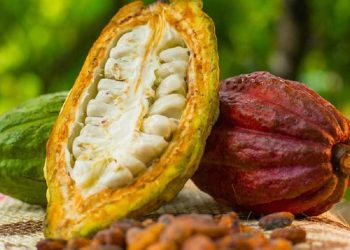 Ghana’s cocoa output to encounter volatility – Deloitte warns