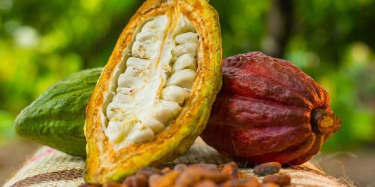 Ghana’s cocoa output to encounter volatility – Deloitte warns