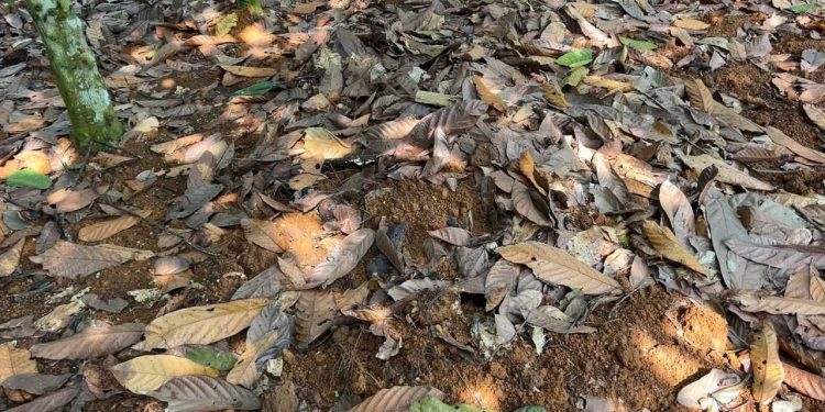 Farmer whose farm was used by Police to bury illegal miner calls for exhumation of the body