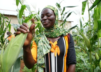 Ghana receives $2.8 Million crop insurance premium for farmers